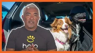 Cesar Millan's Tips for Holiday Driving With Your Dog