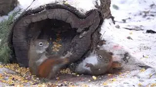 Brutal Red Squirrel Fight