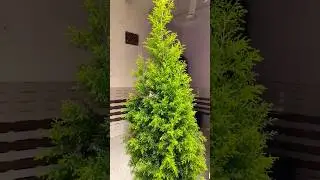 Cyprus Plant Care #cyprus #cypress