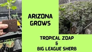 Tropical Zoap & Big League Sherb. Regular Seeds from Tikimadman and Exotic Genetix