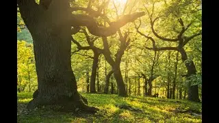 Little Carpathians - Spring among the giant elders