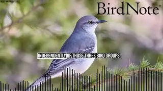 Vocal Learning is for the Birds