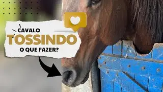 Meu cavalo está tossindo / gripado - O QUE POSSO FAZER?