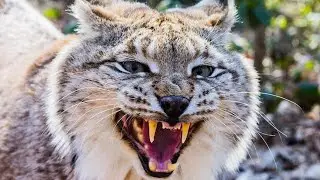 Interesting facts about the lynx