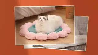 4 Cutest Cat Bed Ideas