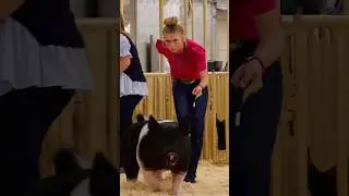 Krew and Karis Day 1 in hog showmanship at Cow Palace livestock show! #showpigs #pigs