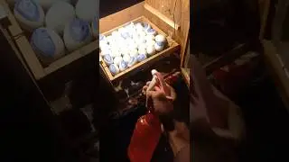 How to hatch chicken eggs at home🐣🐥 | Hatching process  of chicken eggs