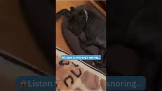 🤣🐶WATCH: Funny Snoring Dog Video from TikTok
