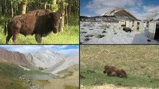 Reintroduced bison thriving once again in pocket of Western Canada | AFP