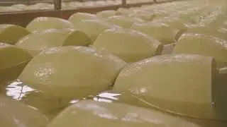 From Farm to Table  The Modern Cheese Making Process