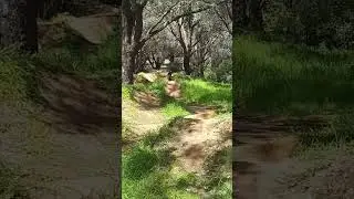 Running down the Wollaston tabletops #bmx #pikesonpushys #bmxlife #bmxdirt #trails #sendit