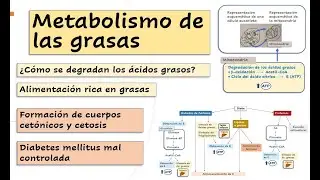 Degradación de las grasas y ayuno, metabolismo, diabetes mellitus y cetosis, dieta basada en grasas