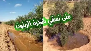 ري شجرة الزيتون - متى نسقي شجرة الزيتون