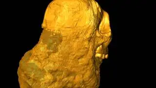 Australopithecus sediba: Cranium in transparent matrix