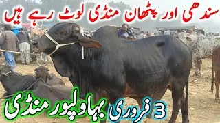 Bhawalpur Cow Mandi Today Fresh Latest Update | Sahiwal Cholistani Bachre Bachrian | Cow Mandi 2025🔥