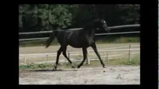 LF Aurora - black arabian mare