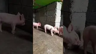 large white healthy piglets