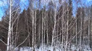 Prosto z lasu, odcinek 3/13