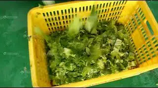 Vortex vegetable washing machine