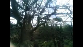 Bird Flying Sound Effect