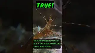 True or False? #trueorfalse #facts #shorts #shrimp #shrimps #head #heart #watercreatures