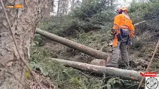 Poslední práce v lese 