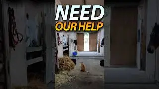 The Horses Need Our Help 🐴