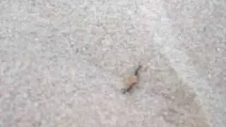 2 Hormigas