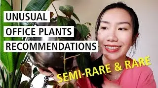 7 Unusual Office Plants For Your Desk | Plants That Will Thrive