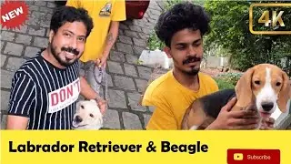Labrador Retriever & Beagle Dogs Vlogs Malayalam