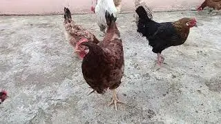 كل صباح مع دجاج الدار 