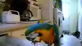 Macaw playing the spoons