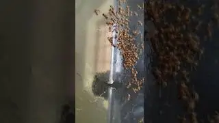 ants playing 2 #ytshorts #youtbeshorts #antsvideo