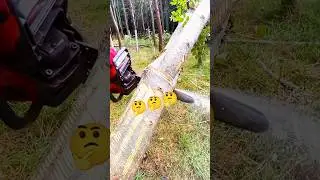 cut to bring this tree section down safely! #treechallenge #treewatch #treebank #plantatree
