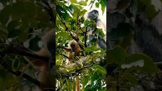 Why Is This Baby Bright Orange? | Silvered Leaf Monkey 🐒🌿
