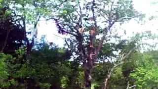 Vid0000