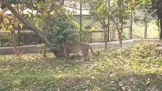 76/365 | Aaj Fir Nandankanan 🐯 Chita Dekhe Aur Kaam Bhi Kiya | Shaam Ko Paratha 😋