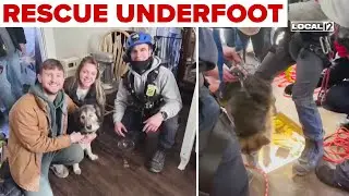 'Cut the floor': Firefighters rescued missing dog that was trapped beneath owner's home