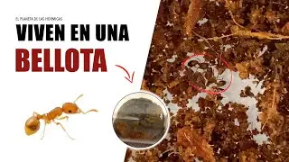 ¡ESTAS HORMIGAS VIVEN EN UNA BELLOTA! - MUDANZA TEMNOTHORAX NYLANDERI - EL PLANETA DE LAS HORMIGAS