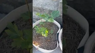 Tips For Keeping Container Plants Healthy During Winter #containergardening