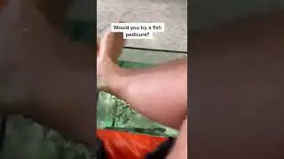 Would you try a fish pedicure?