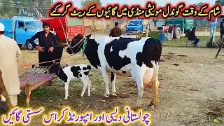 Gondal Mandi latest update 24Oct2025!pure sahiwal cow for sale!jersey cow price in Punjab!#cow#dairy