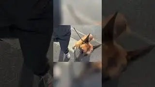 Dog Obedience Training: Master Commands and Nail Street Crossings!