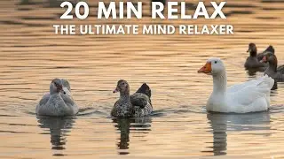 باشترین هێورکەرەوەی دەروونی: بۆ ئاشقانی پەلەوەری ئاوی​TheUltimate Mind Relaxer: For Waterfowl Lovers