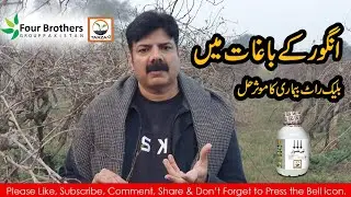 Black Rot Disease Management in Grapes Orchards || Dr.sajjad