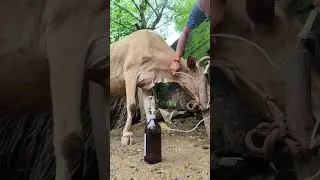 How to give Intravenous fluid in jugular vein#iv cannula in cattle