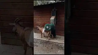 Lovely funny goats❣😄 #youtubeshorts #youtubeshort #shortsvideo #shortvideo #shorts #short #nature