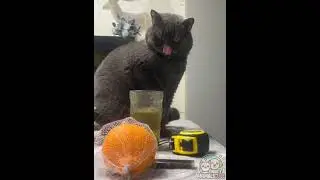 Cat Caught Red-handed! But Immediately Played Busy😼🫣🧼🐾 #cat #cute #animals  #pets #funnycats #pawsn