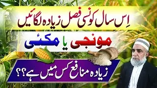 Maize vs Rice || Which crop is more profitable this year || Crop Reformer