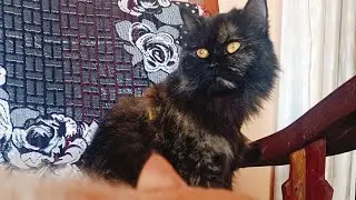 Cat's in house live